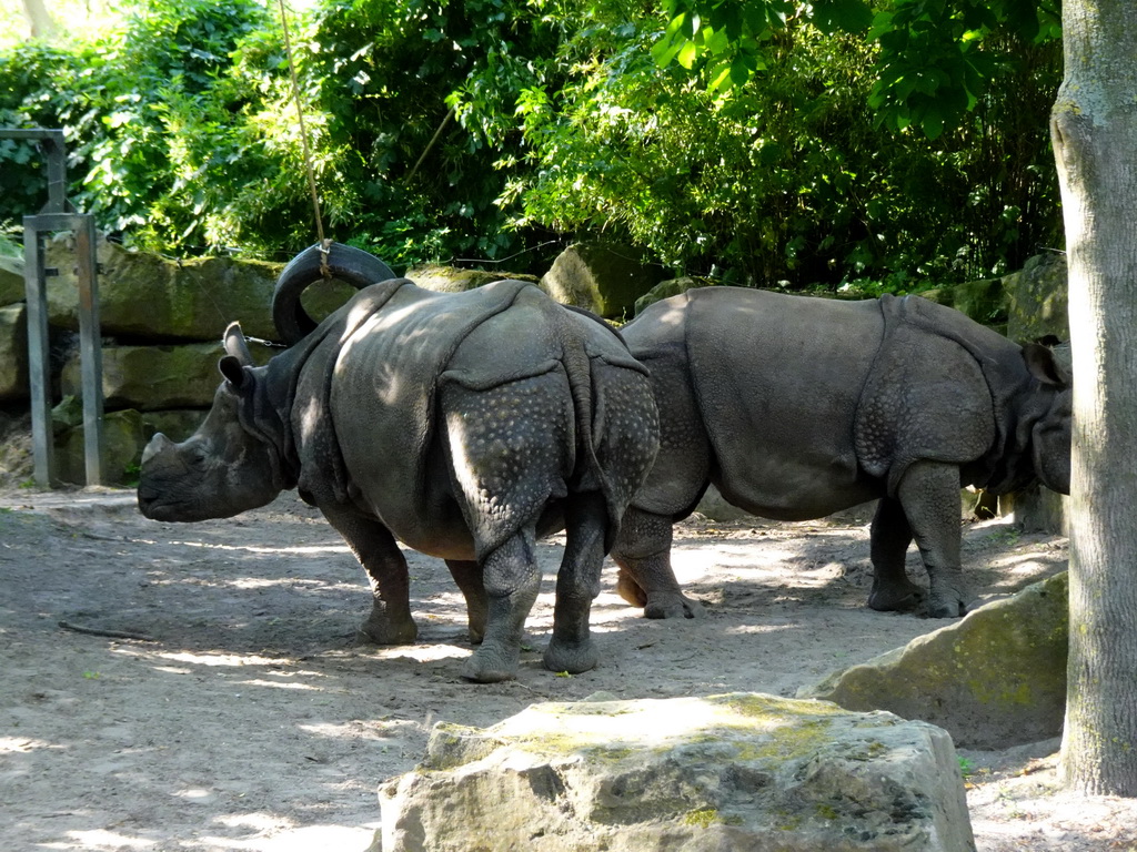Great Indian Rhinoceroses at the Asia area at the Diergaarde Blijdorp zoo
