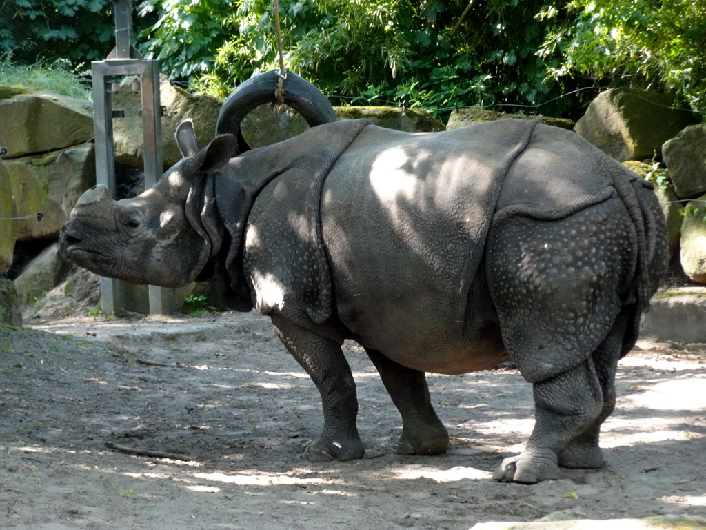 Great Indian Rhinoceros at the Asia area at the Diergaarde Blijdorp zoo