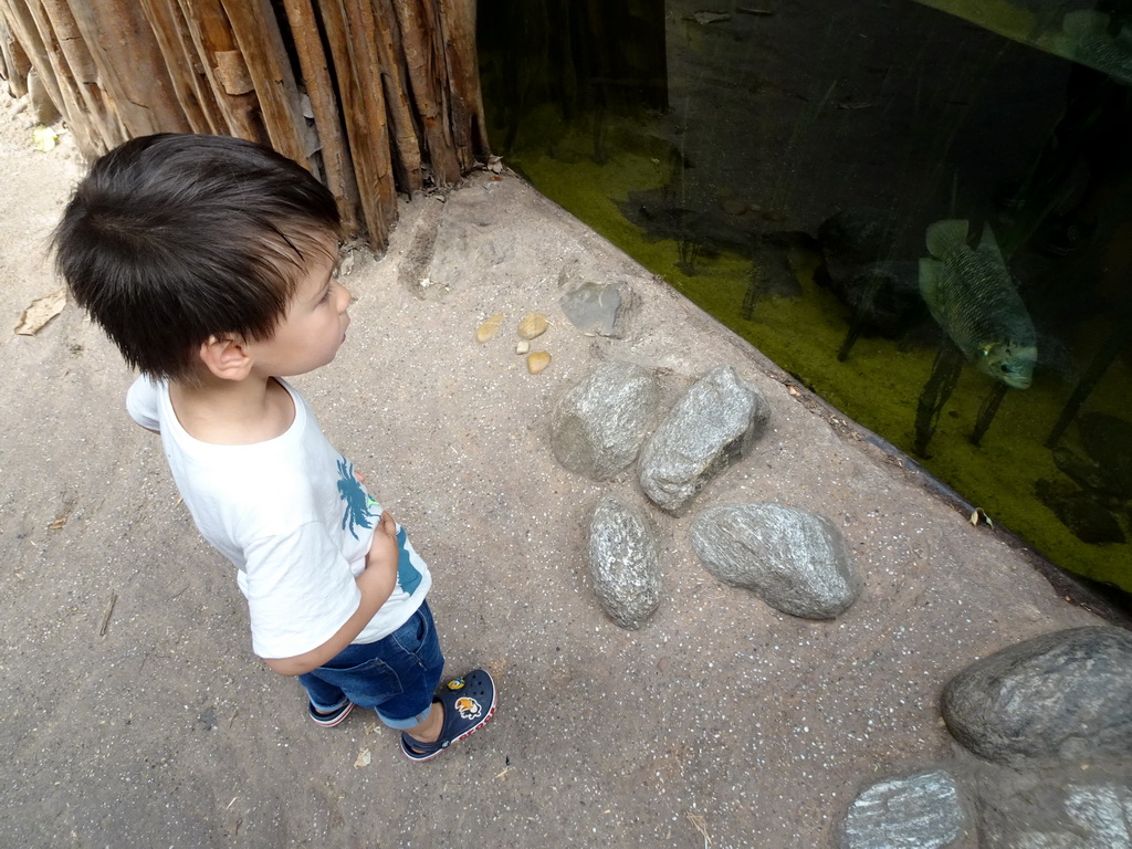 Max with fish at the Taman Indah building at the Asia area at the Diergaarde Blijdorp zoo