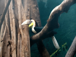 Wreathed Hornbill at the Taman Indah building at the Asia area at the Diergaarde Blijdorp zoo