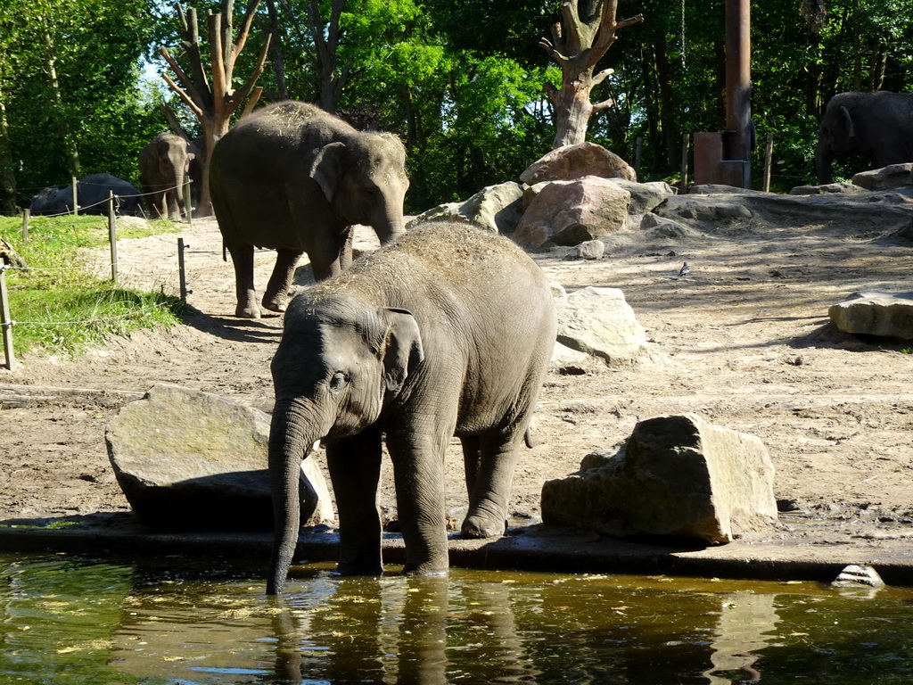 Indian Elephants at the Asia area at the Diergaarde Blijdorp zoo