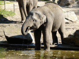 Young Indian Elephant at the Asia area at the Diergaarde Blijdorp zoo