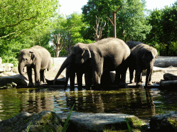 Indian Elephants at the Asia area at the Diergaarde Blijdorp zoo