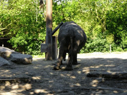 Asian Elephant at the Asia area at the Diergaarde Blijdorp zoo