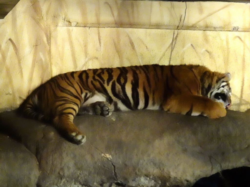 Sumatran Tiger at the Tiger Creek at the Asia area at the Diergaarde Blijdorp zoo