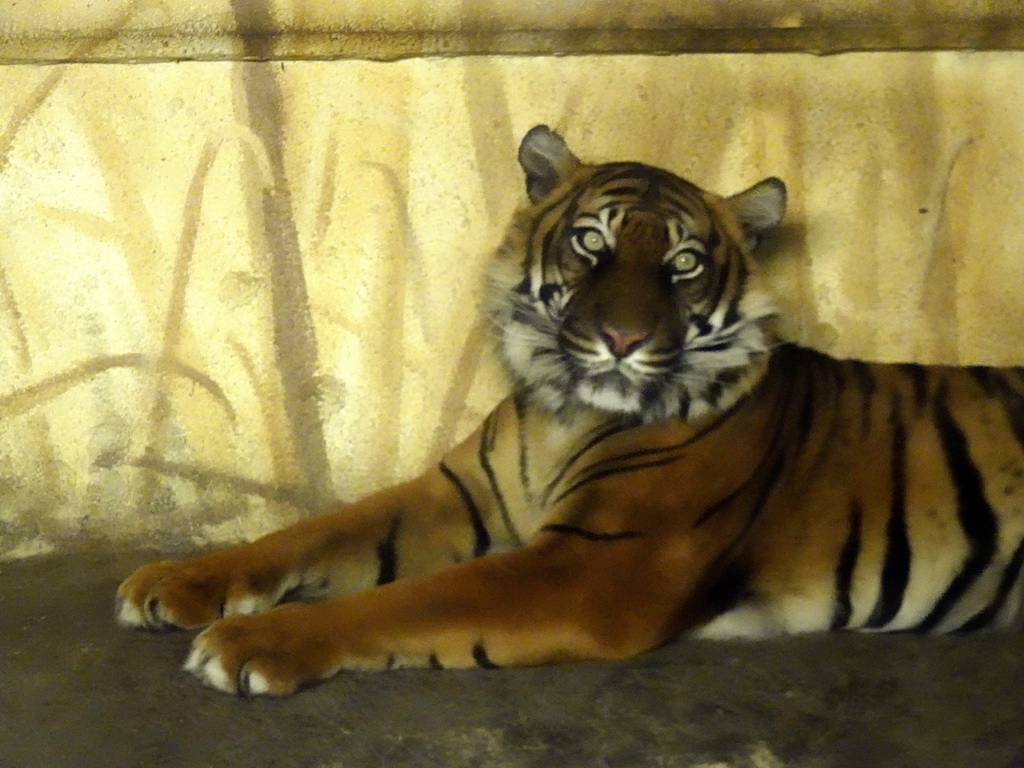 Sumatran Tiger at the Tiger Creek at the Asia area at the Diergaarde Blijdorp zoo