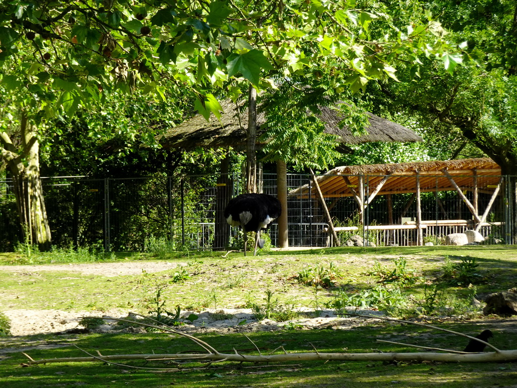 Ostrich at the Africa area at the Diergaarde Blijdorp zoo