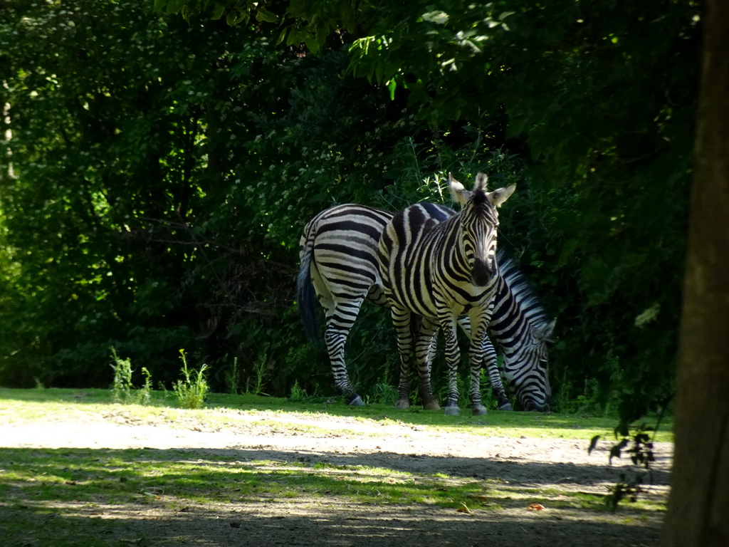 Chapman`s Zebras at the Africa area at the Diergaarde Blijdorp zoo