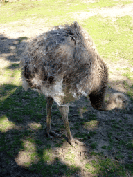 Darwin`s Rhea at the South America area at the Diergaarde Blijdorp zoo