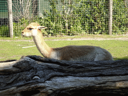 Vicuña at the South America area at the Diergaarde Blijdorp zoo