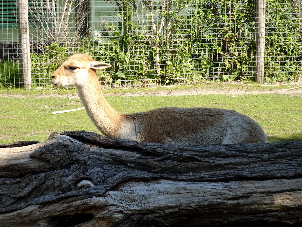 Vicuña at the South America area at the Diergaarde Blijdorp zoo