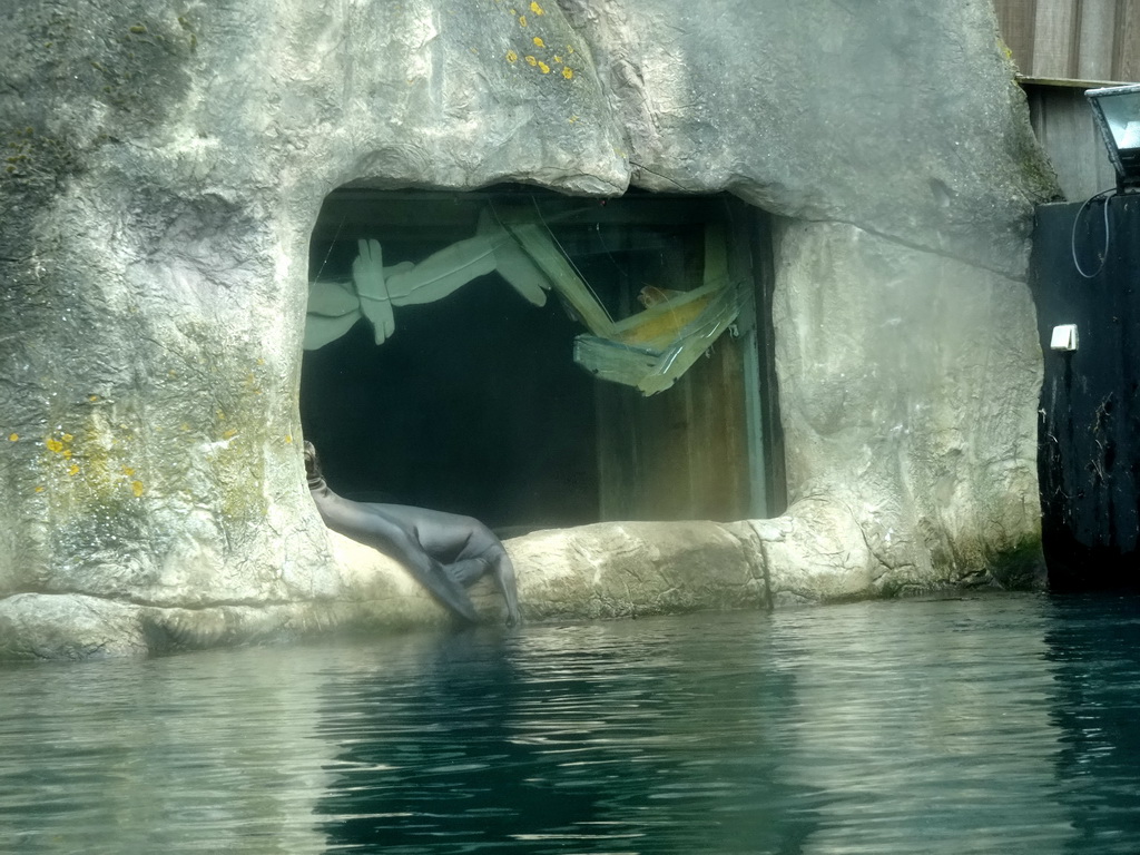 California Sea Lion at the Oceanium at the Diergaarde Blijdorp zoo