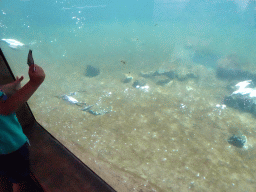 Auks at the Bass Rock section at the Oceanium at the Diergaarde Blijdorp zoo