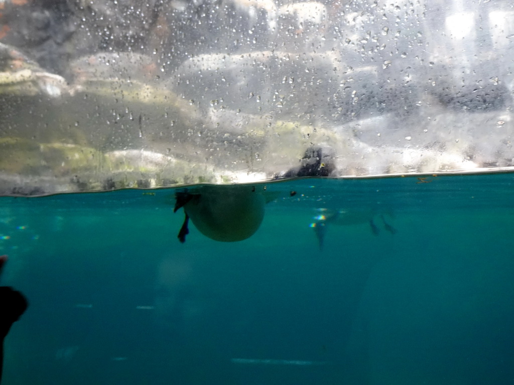 Auks at the Bass Rock section at the Oceanium at the Diergaarde Blijdorp zoo