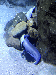 Moray Eel at the Oceanium at the Diergaarde Blijdorp zoo