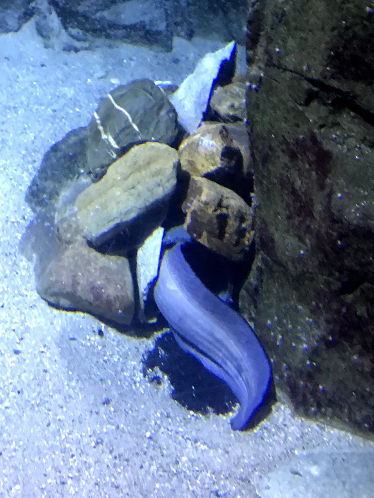 Moray Eel at the Oceanium at the Diergaarde Blijdorp zoo