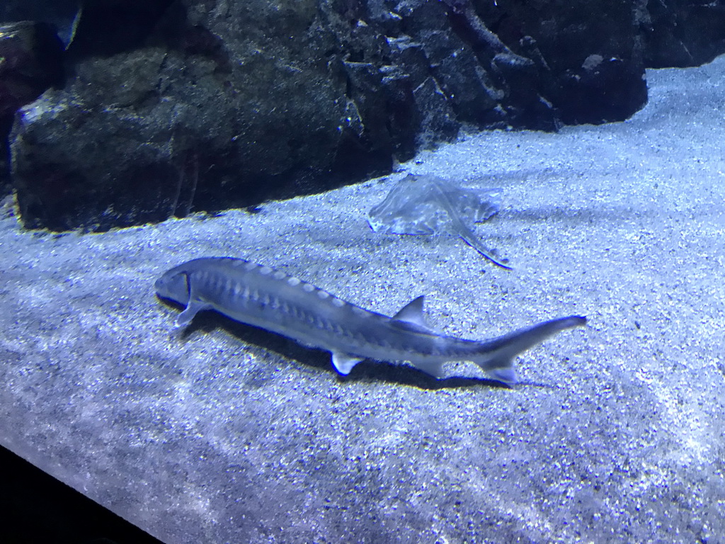 Sturgeon and Stingray at the Oceanium at the Diergaarde Blijdorp zoo