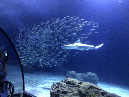 Shark and school of fishes at the Shark Tunnel at the Oceanium at the Diergaarde Blijdorp zoo