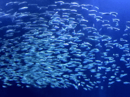 School of fishes at the Shark Tunnel at the Oceanium at the Diergaarde Blijdorp zoo