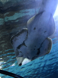 Shark at the Shark Tunnel at the Oceanium at the Diergaarde Blijdorp zoo