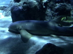 Shark and other fish at the Oceanium at the Diergaarde Blijdorp zoo