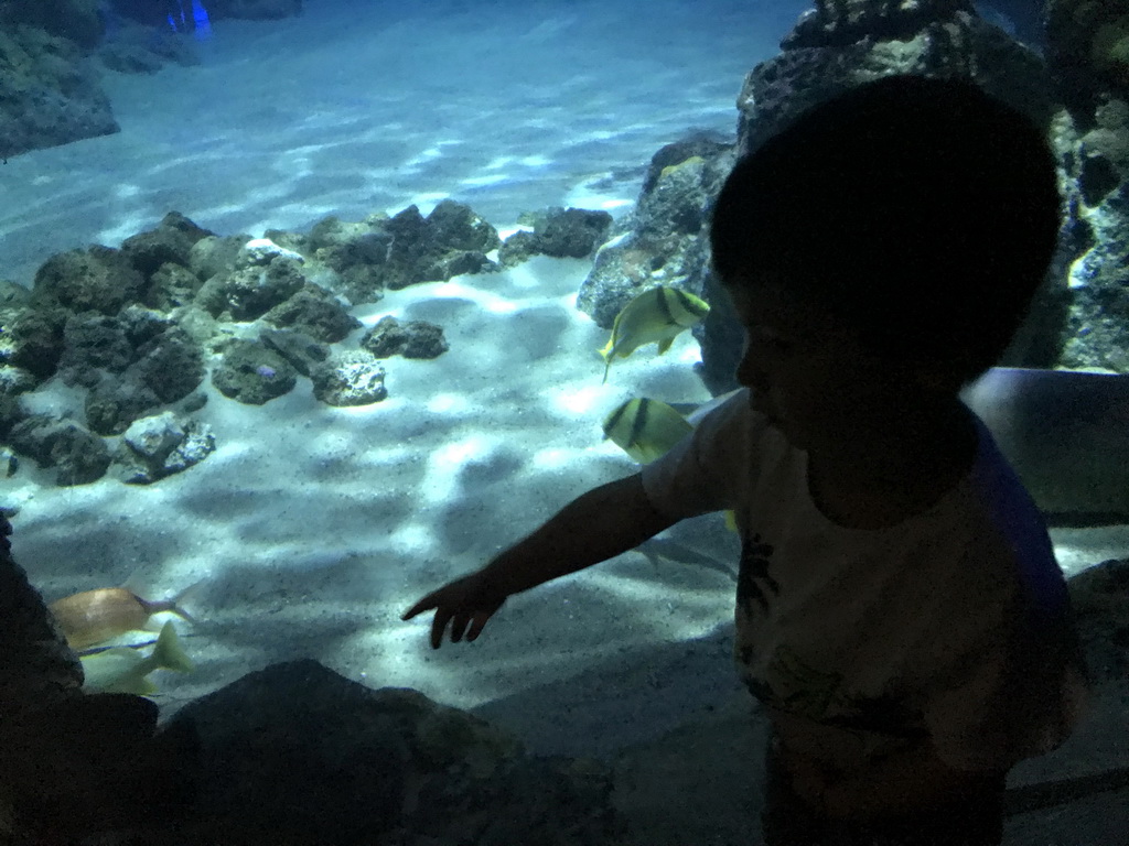 Max with fishes at the Oceanium at the Diergaarde Blijdorp zoo