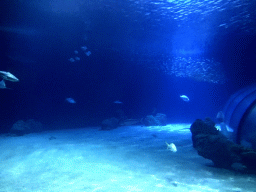 Sharks and other fishes at the Oceanium at the Diergaarde Blijdorp zoo