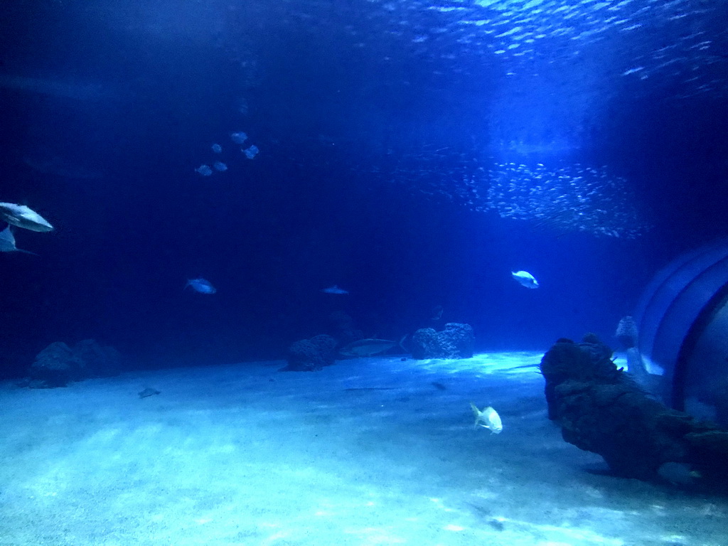 Sharks and other fishes at the Oceanium at the Diergaarde Blijdorp zoo