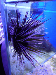 Sea Urchin at the Laboratory at the Oceanium at the Diergaarde Blijdorp zoo