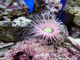 Sea anemone at the Laboratory at the Oceanium at the Diergaarde Blijdorp zoo