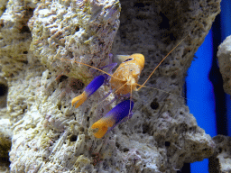 Crayfish at the Laboratory at the Oceanium at the Diergaarde Blijdorp zoo