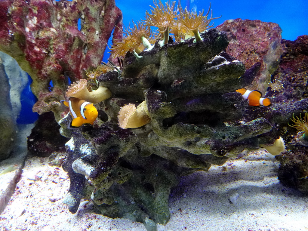 Sea anemones and Clownfishes at the Laboratory at the Oceanium at the Diergaarde Blijdorp zoo
