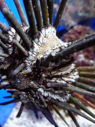 Sea Urchin at the Laboratory at the Oceanium at the Diergaarde Blijdorp zoo