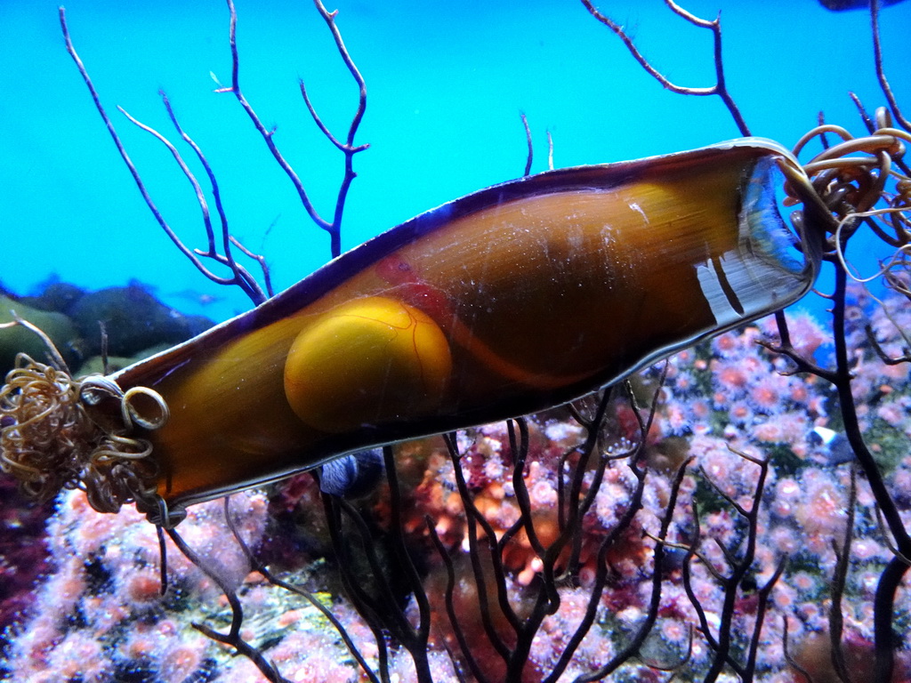 Shark egg at the Laboratory at the Oceanium at the Diergaarde Blijdorp zoo