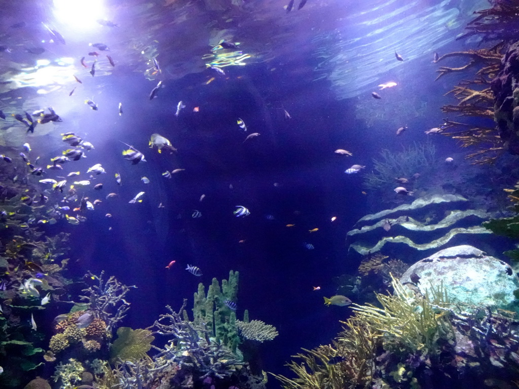 Fishes and coral at the Great Barrier Reef section at the Oceanium at the Diergaarde Blijdorp zoo