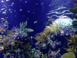 Fishes and coral at the Great Barrier Reef section at the Oceanium at the Diergaarde Blijdorp zoo