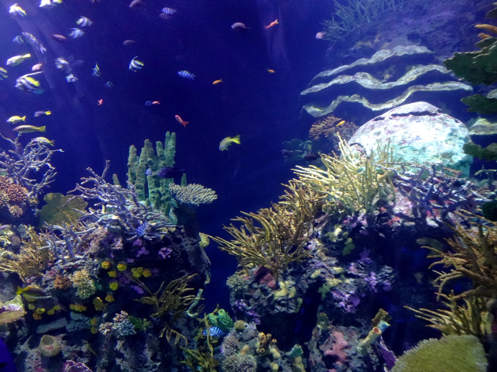 Fishes and coral at the Great Barrier Reef section at the Oceanium at the Diergaarde Blijdorp zoo