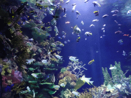 Fishes and coral at the Great Barrier Reef section at the Oceanium at the Diergaarde Blijdorp zoo