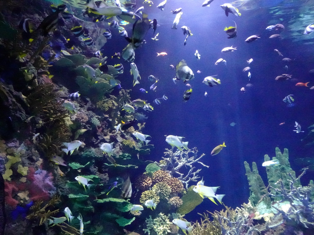 Fishes and coral at the Great Barrier Reef section at the Oceanium at the Diergaarde Blijdorp zoo