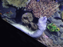 Moray Eel and coral at the Great Barrier Reef section at the Oceanium at the Diergaarde Blijdorp zoo