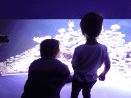 Miaomiao and Max looking at coral at the Great Barrier Reef section at the Oceanium at the Diergaarde Blijdorp zoo