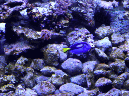 Blue Tang at the Great Barrier Reef section at the Oceanium at the Diergaarde Blijdorp zoo