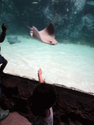 Max with Cownose Rays at the Caribbean Sand Beach section at the Oceanium at the Diergaarde Blijdorp zoo
