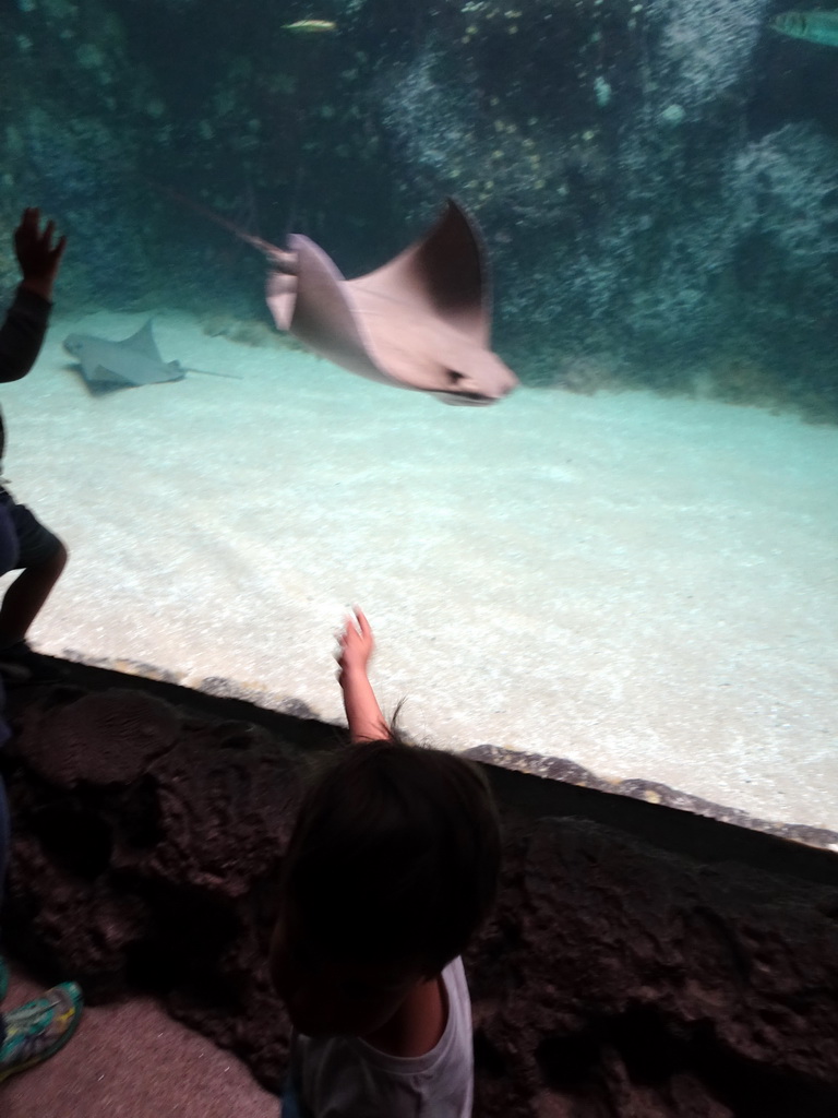 Max with Cownose Rays at the Caribbean Sand Beach section at the Oceanium at the Diergaarde Blijdorp zoo