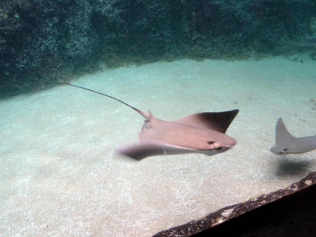 Cownose Rays at the Caribbean Sand Beach section at the Oceanium at the Diergaarde Blijdorp zoo