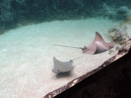 Cownose Rays at the Caribbean Sand Beach section at the Oceanium at the Diergaarde Blijdorp zoo