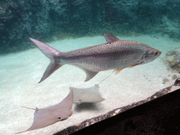 Cownose Rays and other fish at the Caribbean Sand Beach section at the Oceanium at the Diergaarde Blijdorp zoo