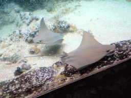 Cownose Rays at the Caribbean Sand Beach section at the Oceanium at the Diergaarde Blijdorp zoo