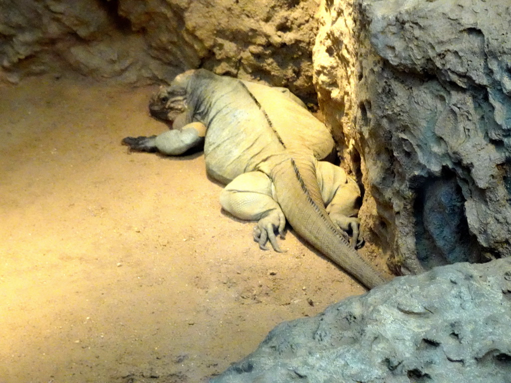 Rhinoceros Iguana at the Oceanium at the Diergaarde Blijdorp zoo