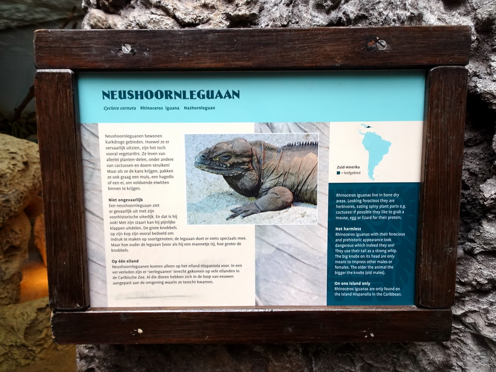 Explanation on the Rhinoceros Iguana at the Oceanium at the Diergaarde Blijdorp zoo